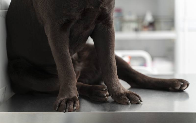 Polícia Civil prende tutor por maltratar cachorros na Zona Oeste