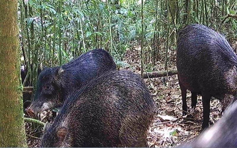Populações de queixadas reaparecem no Rio de Janeiro, após décadas sem quaisquer regis