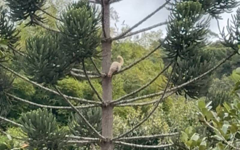 Raridade: Irara branca dá as caras em Visconde de Mauá