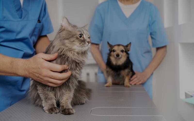 Dia Mundial das Zoonoses reforça prevenção e cuidados com animais de companhia