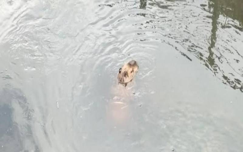 Inea resgata capivara ferida em Nova Friburgo