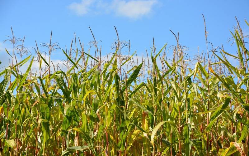 Conab estima nova safra recorde com produção de 339,6 milhões de toneladas
