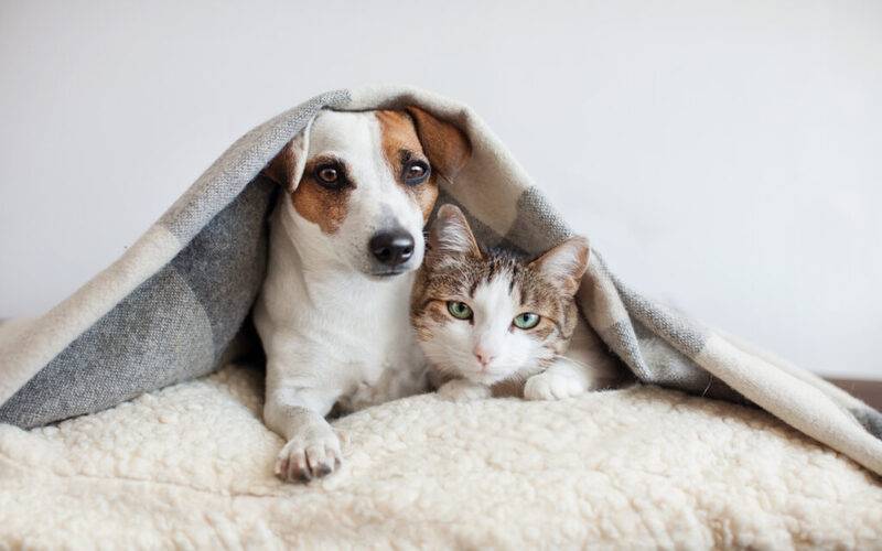 Saúde dos animais requer atenção e cuidados durante os dias de muito frio