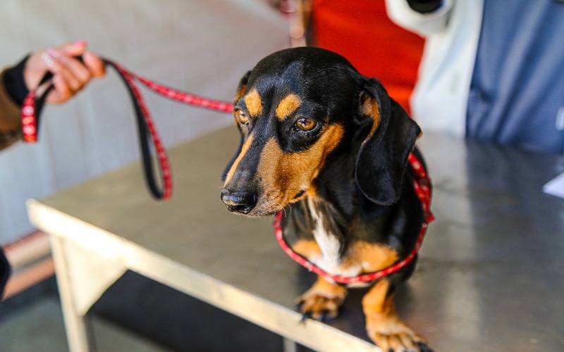 Mais de 3400 animais castrados durante ações da Prefeitura