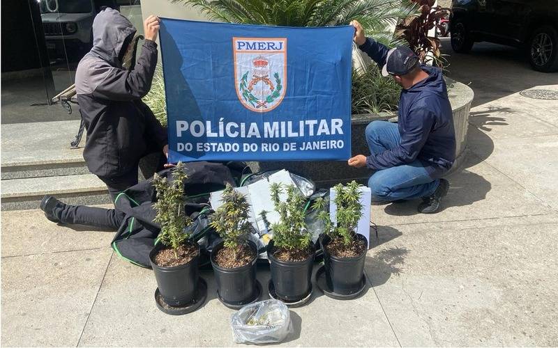 PM apreende estufa com plantação de maconha em Nogueira