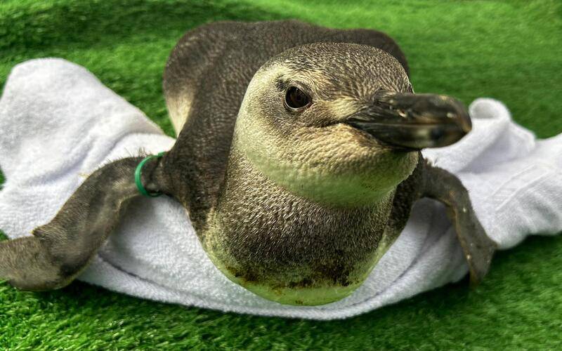 Instituto Albatroz apresenta balanço do primeiro mês deresgates de pinguins na tempora