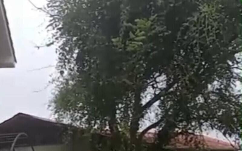 Moradores do Alto da Serra cobram poda de árvore que causa transtornos
