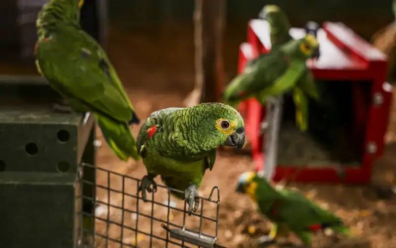 Polícia do Rio resgata 90 aves silvestres que seriam vendidas em feira