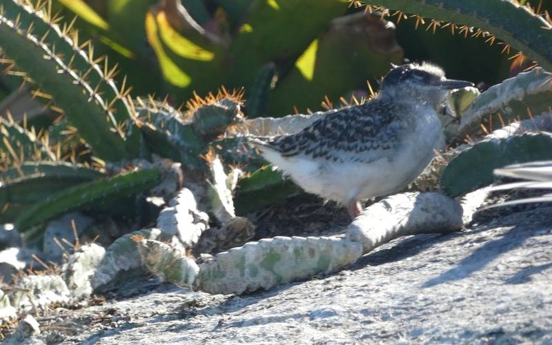 Inea desenvolve projeto inédito de monitoramento de avifauna em Paraty