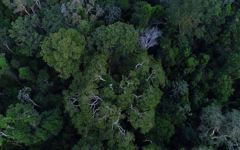 Brasil tem o desafio de elevar financiamento para florestas na COP30