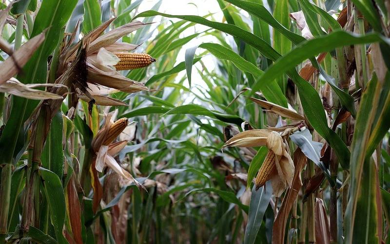 Conab estima safra em 345,2 milhões de toneladas em 2024/25 com recorde na produção de