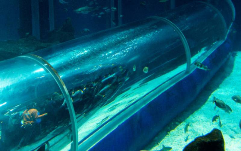  AquaRio oferece entrada gratuita para pessoas com autismo na Sessão Azul de 17 de ago