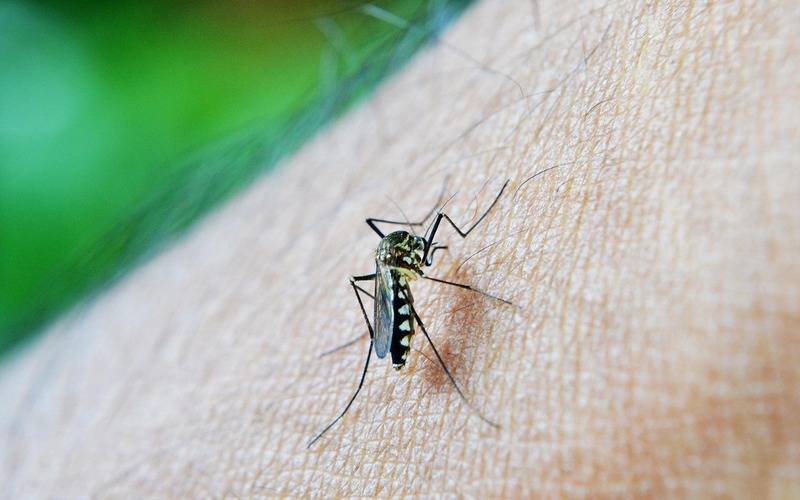 Dengue: Defesa Civil alerta sobre possbilidade de doneças infecciosas virais 