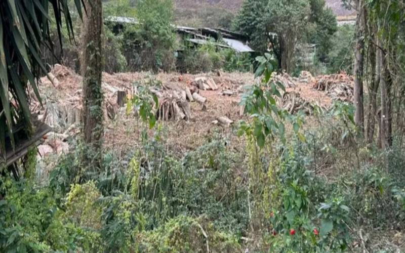 NovAmosanta lamenta o corte de cerca de 100 árvores em Itaipava