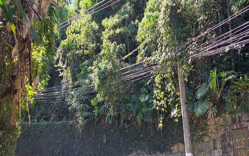 Vegetação atinge fiação e causa transtornos na Rua Kopke