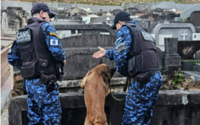 Guarda Civil encontra drogas no Cemitério do Centro em operação com cães 