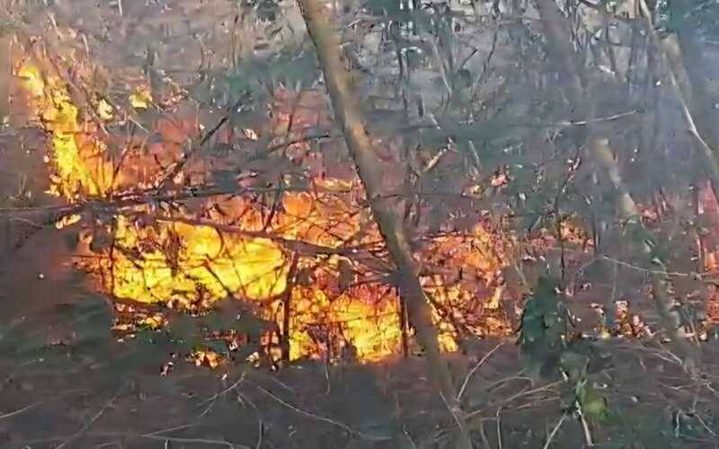 Incêndio atinge área de mata em Secretário 