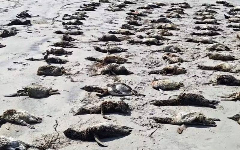 Mais de 700 pinguins são encontrados mortos no litoral de São Paulo