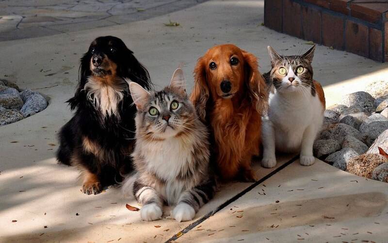 CDH debate situação de animais domésticos abandonados, sua vacinação e castração