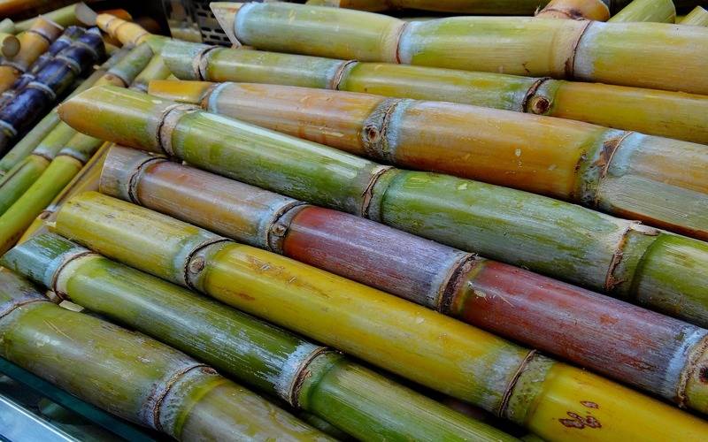 Conab atualiza produção de cana-de-açúcar para 668,8 milhões de toneladas na safra 202