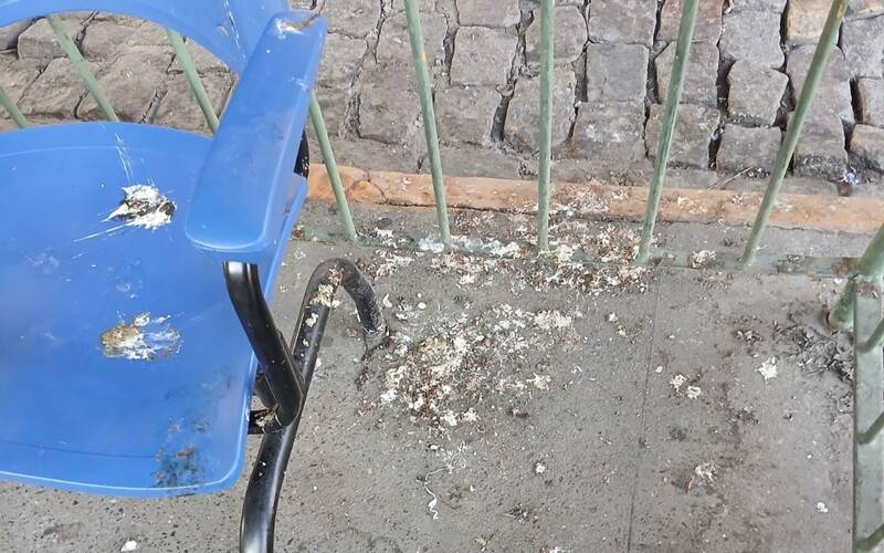 Passageiros denunciam falta de limpeza de fezes de pombo na Rodoviária de Itaipava