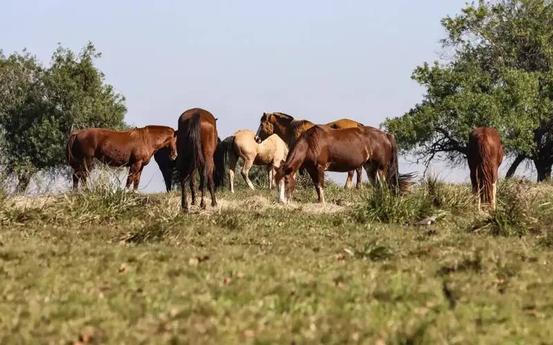 Três pessoas tiveram encefalite equina venezuelana no AM, diz Fiocruz