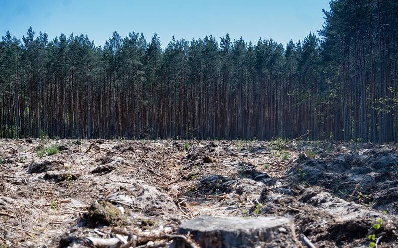 Desmatamento tropical causa cerca de 28 mil mortes anuais por calor