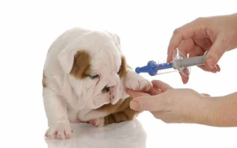 Estado terá campanha sobre vacinação contra gripe canina
