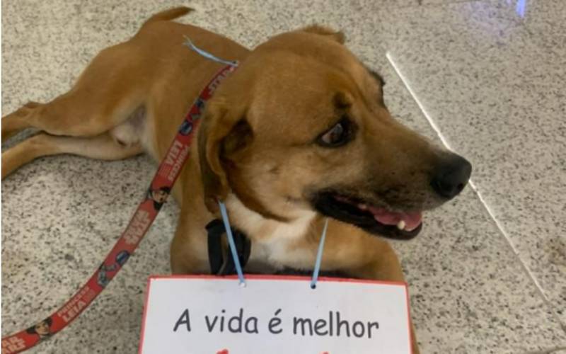 Abrigo para cães da Dog´s Heaven segue cheio