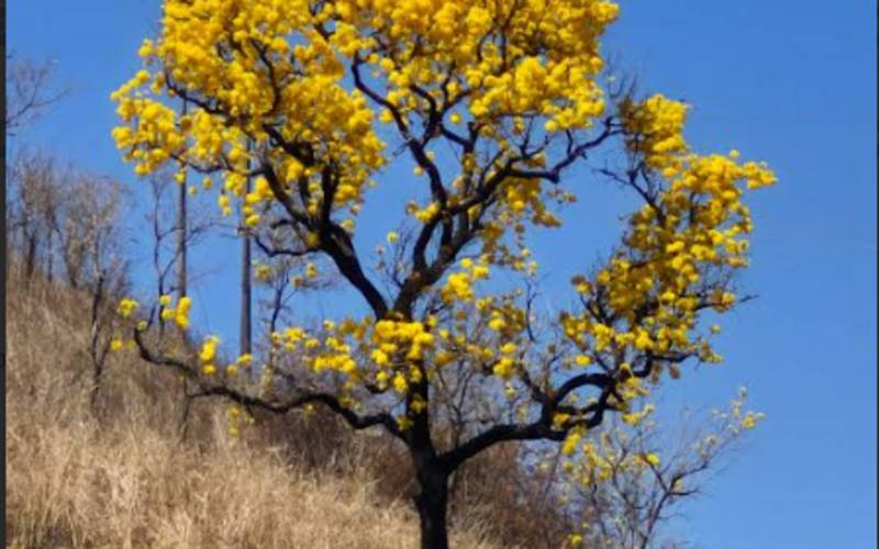Ipê amarelo sobrevive a incêndio criminoso e se torna símbolo de resistência na Serra 