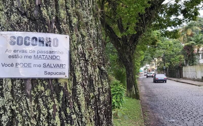 Ervas de passarinho são motivo de alerta em árvores do município