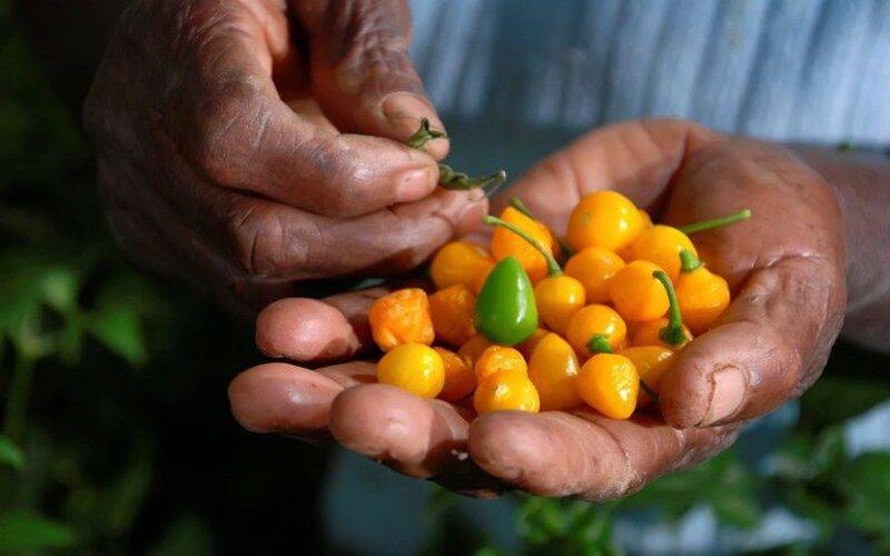 Governo do Brasil lança selo de origem para identificar produtos de comunidades tradic