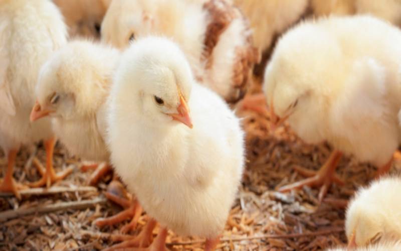 Agronegócio soma 434 novos mercados abertos desde 2023