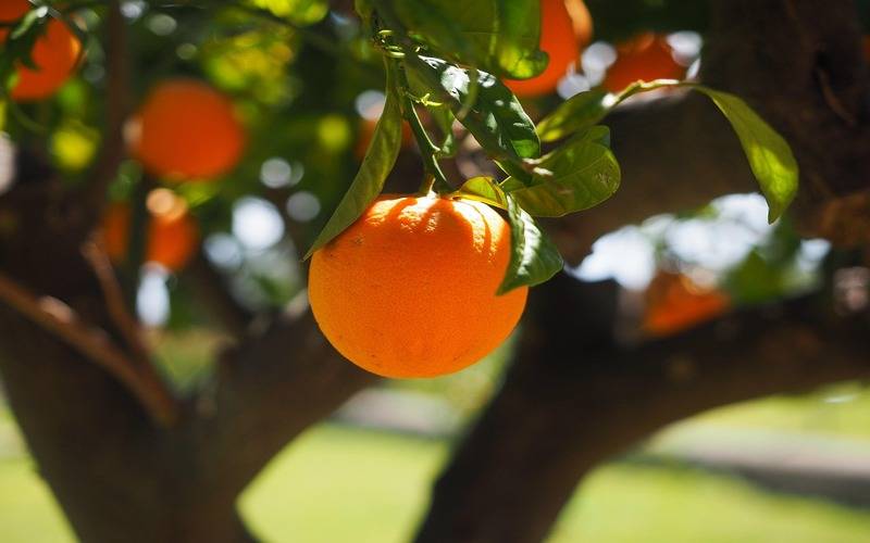 Com aumento superior a 100%, laranja assume quinto lugar no valor da produção do Estad