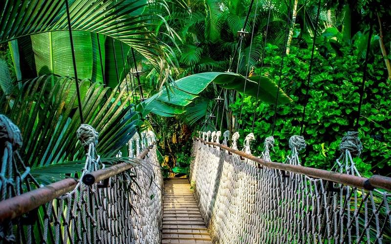 Em 40 anos, Amazônia perdeu área de vegetação do tamanho da França