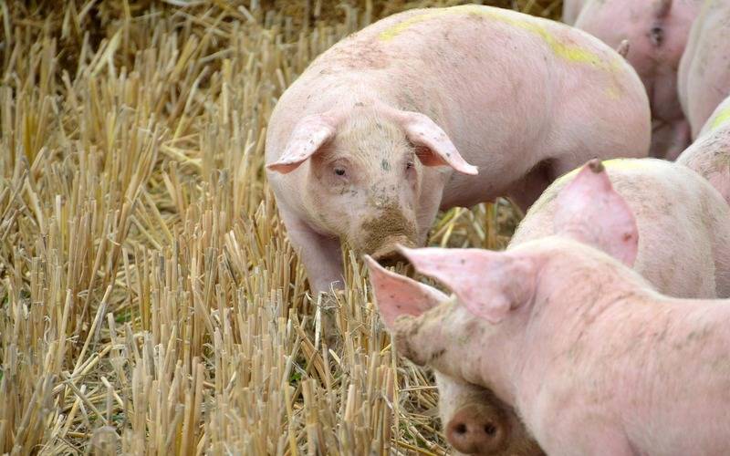 Produção de carne suína e de frango terá volume recorde em 2026