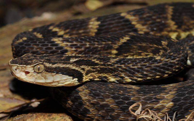 Em 10 anos, Petrópolis registrou 302 acidentes com serpentes 