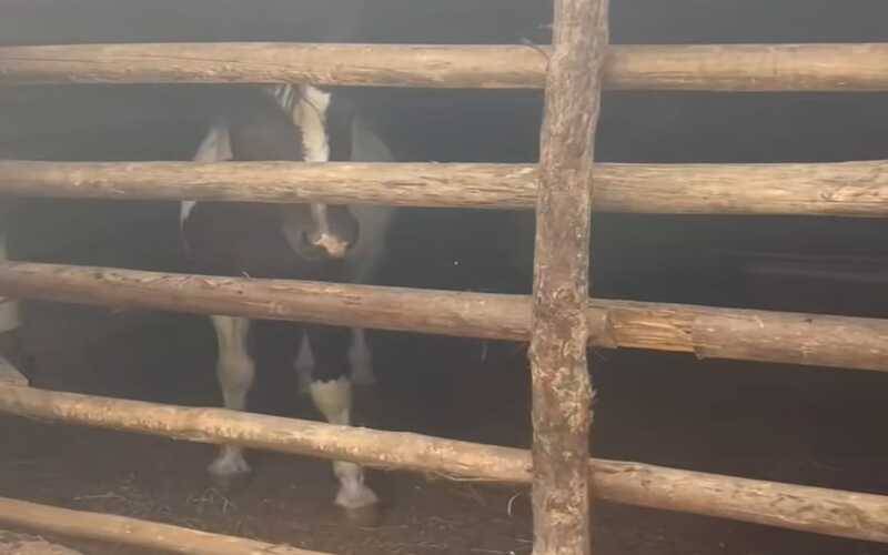 Operação apura denúncia de maus-tratos em Itaipava 