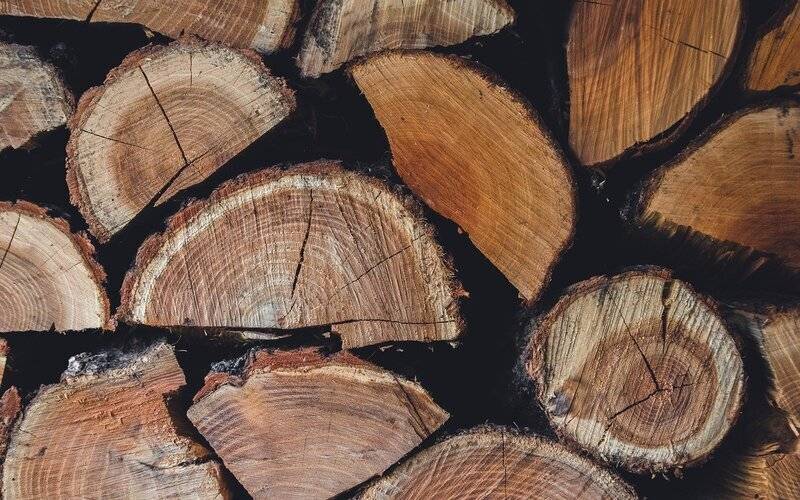Valor da produção da silvicultura e extração vegetal fica em R$ 58 milhões no Estado