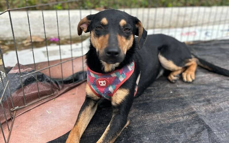 Feira de adoção da Dog’s Heaven marca inauguração da Auqvet em Petrópolis