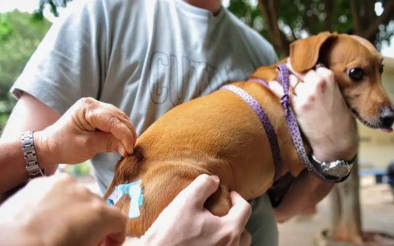 Brasil completa 10 anos sem casos de raiva humana transmitida por cães