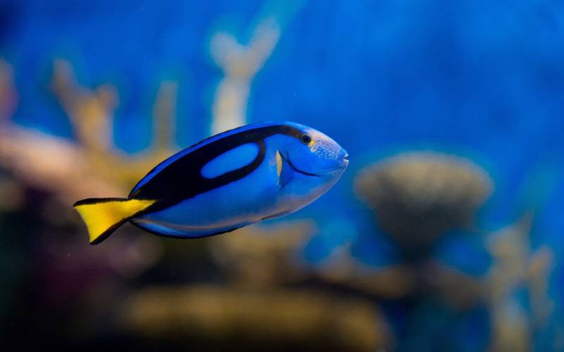 AquaRio promove Sessão Azul com entrada gratuita para pessoas com Transtorno do Espect