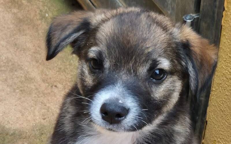 Itaipava recebe feira de adoção de cães neste sábado (4)
