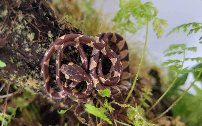 Curiosa serpente de olhos saltados é avistada na APA Macaé de Cima do Inea, em Nova Fr