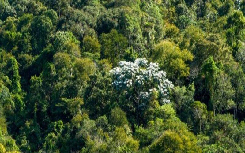 Rio de Janeiro lança novo edital de reflorestamento com meta de plantar 1,5 milhão de 