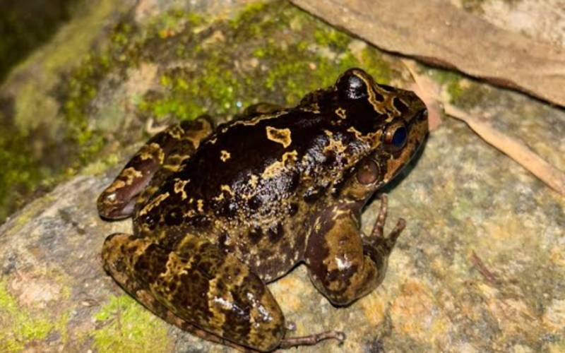 Anfíbio que imita ambiente rochoso é avistado no Parque Estadual dos Três Picos do Ine