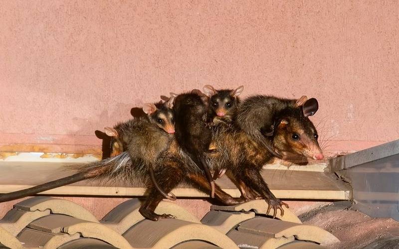 Gambás: aliados silenciosos no controle de pragas e no equilíbrio ambiental das cidade