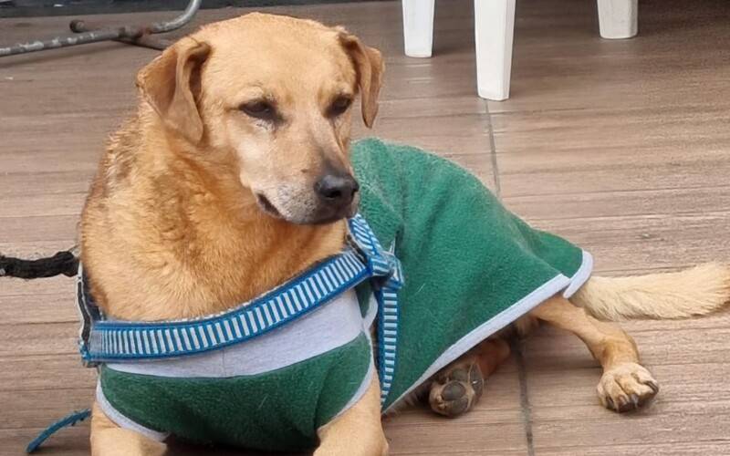 Campanha “Pix Day Gapa” arrecada ajuda para animais resgatados