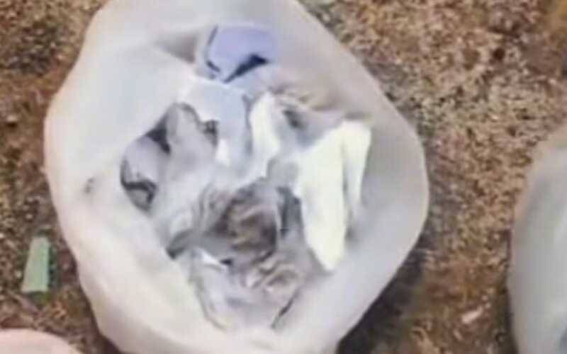 Balanço: 7 presos e 15 kg de drogas apreendidas pela PM no final de semana