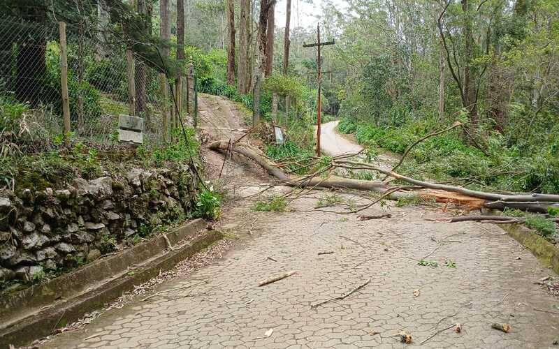 Queda de árvore afeta operação de linha de onibus no Rocio
